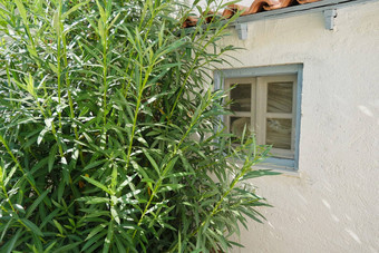 特写镜头部分花园房子小蓝色的窗口夹竹桃布什