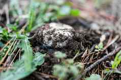 美丽的野生蘑菇日益增长的森林叶子土壤蘑菇