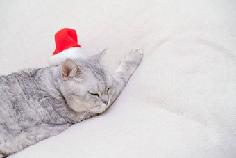 苏格兰直圣诞节猫<strong>红色</strong>的圣诞老人他睡觉白色毯子宠物圣诞节<strong>故事</strong>宠物