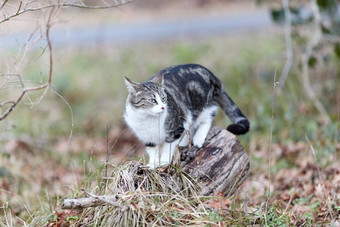 年轻的猫<strong>老虎</strong>模式<strong>皮毛</strong>绿色草