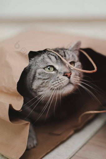 灰色的有趣的<strong>虎斑猫</strong>戏剧棕色（的）纸袋有趣的宠物玩首页概念交付包装购物<strong>虎斑猫</strong>工艺纸袋
