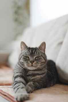 可爱的苏格兰直灰色虎斑猫说谎软早....光可爱的有趣的猫睡觉床上首页