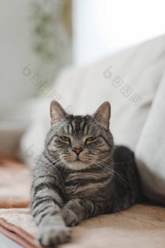 可爱的苏格兰直灰色虎斑猫说谎软早....光可爱的有趣的猫睡觉床上<strong>首页</strong>