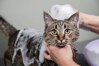 女人洗头虎斑灰色的猫梳理沙龙