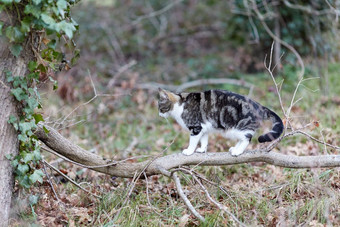 年轻的猫<strong>老虎</strong>模式<strong>皮毛</strong>绿色草