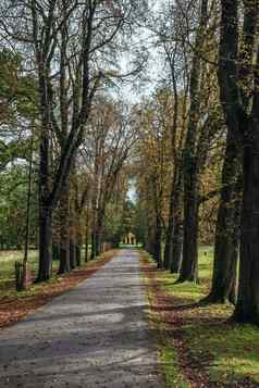 平静秋天季节美丽的景观路秋天森林枫树桦木树绿色黄色的橙色叶子小径林地阳光明媚的一天