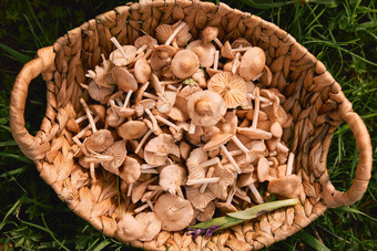 篮子蘑菇站草