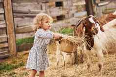 女孩蓝色的衣服农场夏季在户外山羊