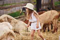 女孩白色衣服农场夏季在户外山羊