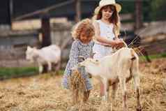 女孩农场夏季周末山羊