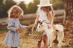 女孩农场夏季周末山羊