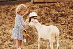 山羊女孩蓝色的衣服农场夏季在户外