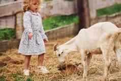 喂养山羊女孩蓝色的衣服农场夏季在户外