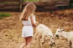 女孩白色衣服农场夏季在户外山羊