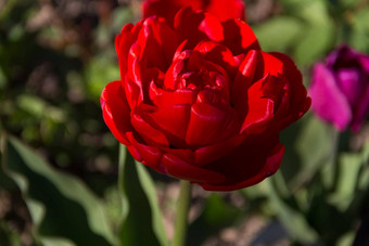 特写镜头盛开的红色的郁金香郁金香花深红色的<strong>花瓣形</strong>成花安排背景