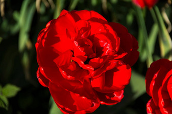 特写镜头盛开的红色的郁金香郁金香花深红色的<strong>花瓣形</strong>成花安排背景