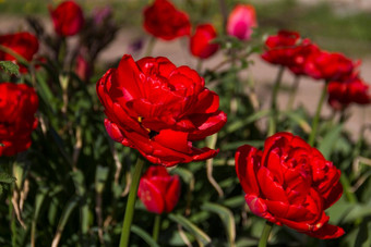 特写镜头盛开的红色的郁金香郁金香花深红色的<strong>花瓣形</strong>成花安排背景