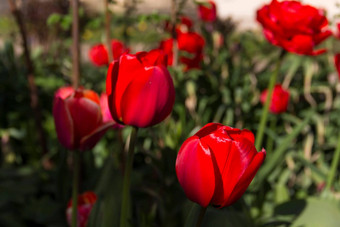 特写镜头盛开的红色的郁金香郁金香花深红色的花瓣形成花安排背景