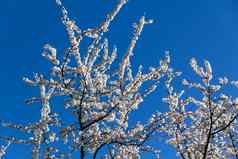白色花布鲁姆树春天景观盛开的樱花树美丽的盛开的花园阳光明媚的一天复制空间文本