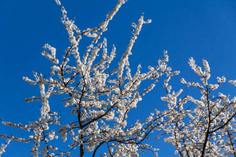 白色花布鲁姆树春天景观盛开的樱花树美丽的盛开的花园阳光明媚的一天复制空间文本