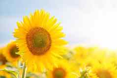 高盛开的向日葵场明亮的太阳射线角落里