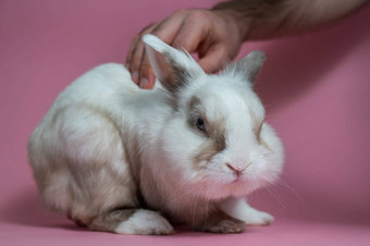 男人。宠物可爱的灰色的白色兔子粉红色的背景