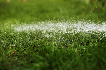 <strong>浇水草坪</strong>上水夏天园艺概念滴水改善灌溉系统美联储成长荷兰国际集团(ing)花园植物阳光明媚的一天