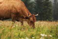 红色的牛啃食夏天草地山背景一年牛农村农场山牛放牧