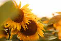 向日葵场向日葵自然背景向日葵盛开的特写镜头向日葵