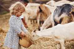 喂养山羊女孩蓝色的衣服农场夏季在户外
