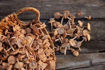 很多可食用的蘑菇谎言柳条篮子