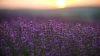 薰衣草场日落盛开的紫色的香薰衣草花背景日落天空