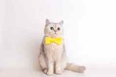 迷人的白色猫黄色的弓领带坐着白色背景