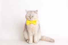 白色英国猫黄色的弓领带坐着白色背景坐在眼睛关闭