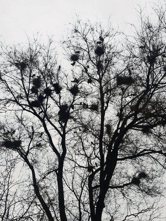 乌鸦巢高树