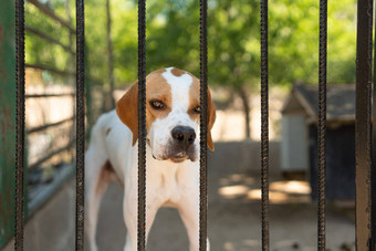 伤心狗栅栏养犬