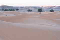 沙丘撒哈拉沙漠沙漠常绿植被