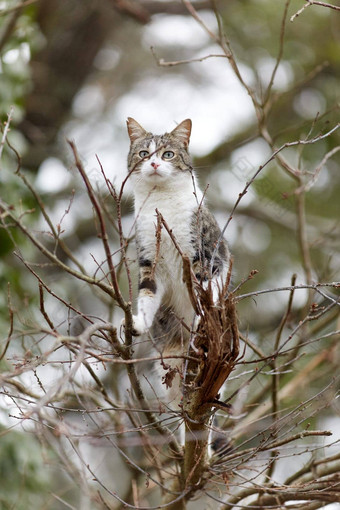 年轻的猫<strong>老虎</strong>模式<strong>皮毛</strong>绿色草