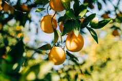 新鲜的有机多汁的成熟的橙子挂日益增长的树分支水果花园农场果园种植园