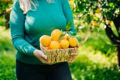 特写镜头女人手持有柳条篮子完整的橙子成熟的新鲜的有机蔬菜夏天收获橙色花园背景绿色橙子树