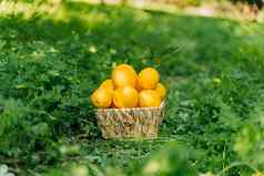 桩群堆栈收获新鲜的多汁的有机成熟的橙子木柳条篮子站草坪上绿色草花园后院种植园农场果园橘园人