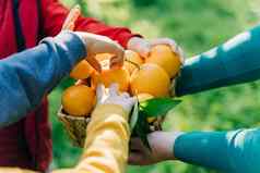 特写镜头蔡尔兹孩子们手采取橙子妈妈女人持有柳条篮子完整的橙子成熟的新鲜的有机蔬菜夏天收获橙色花园