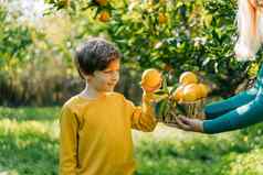 学校男孩孩子孩子黄色的运动衫需要成熟的有机多汁的橙色柳条篮子完整的柑橘类女人妈妈。妈妈持有家庭分享橙子果园花园橘园