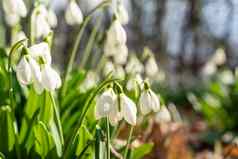 白色雪花莲早期春天森林美丽的镜头雪花属一般雪花莲