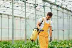 年轻的温室工人黄色的统一的浇水植物特殊的设备内部温室