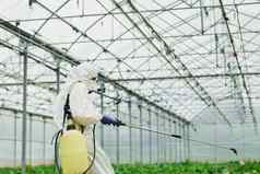 年轻的温室女工人完整的白色保护统一的浇水植物内部温室