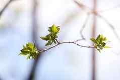 关闭年轻的叶子树分支自然春天春天盛开的水果树花园情节肿味蕾开花水果树