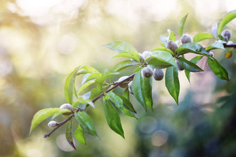 新鲜的绿色生桃子分支树自然首页种植水果爱好农场春天一天果园