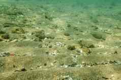 水下照片海底表面沙子小岩石摘要海洋背景