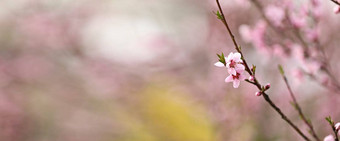 粉红色的桃子花花朵春天季节美丽的桃子花朵影响风美丽的明亮的粉红色的盛开的桃子花分支机构特写镜头